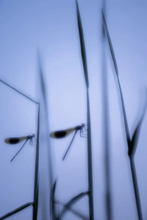 Framed Print : RF - Male banded demoiselles (Calopteryx splendens), roosting among reeds, silhouetted Framed Print : RF - Male banded demoiselles (Calopteryx splendens), roosting among reeds, silhouetted