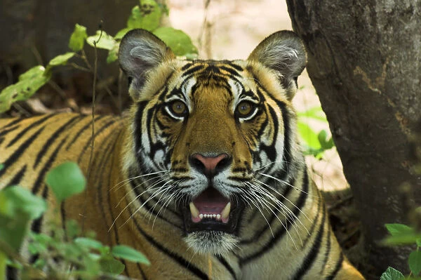RF- Male Bengal Tiger (Panthera tigris tigris) face portrait in undergrowth, Kanha National Park