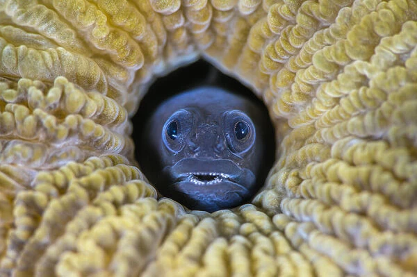 RF - Male Blackhead blenny (Emblemariopsis bahamensis) peering out from a hole in a Brain coral (Scleractinia), Grand Cayman, Cayman Islands, Caribbean Sea. (This image may be licensed either as rights managed or royalty free. )