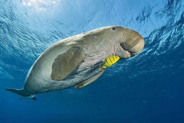 RF - Male Dugong (Dugong dugon) swimming beneath the surface with a young Golden trevally (Gnathanodon speciosus) alongside, Marsa Alam, Egypt, Red Sea. (This image may be licensed either as rights managed or royalty free. )