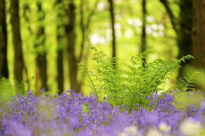 Framed Print : RF - Male fern (Dryopteris filix-mas) among Bluebell (Hyacinthoides non-scripta) carpet and Beech (Fagus sylvatica) woodland, Delcombe Wood, Dorset, England, UK. May Framed Print : RF - Male fern (Dryopteris filix-mas) among Bluebell (Hyacinthoides non-scripta) carpet and Beech (Fagus sylvatica) woodland, Delcombe Wood, Dorset, England, UK. May