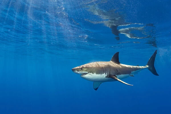 RF - Male Great white shark (Carcharodon carcharias) swimming beneath the surface, Guadalupe Island, Baja California, Mexico, Pacific Ocean. (This image may be licensed either as rights managed or royalty free. )