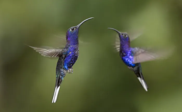 Framed Print : RF - Male Violet Sabrewing hummingbirds (Campylopterus hemileucurus) hovering in flight sequence Framed Print : RF - Male Violet Sabrewing hummingbirds (Campylopterus hemileucurus) hovering in flight sequence