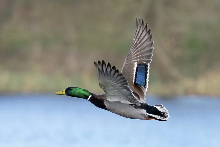 Framed Print : RF - Mallard (Anas platyrhynchos) drake in flight, Whitlingham Country Park, Norfolk, England, UK. March. (This image may be licensed either as rights managed or royalty free.) Framed Print : RF - Mallard (Anas platyrhynchos) drake in flight, Whitlingham Country Park, Norfolk, England, UK. March. (This image may be licensed either as rights managed or royalty free.)