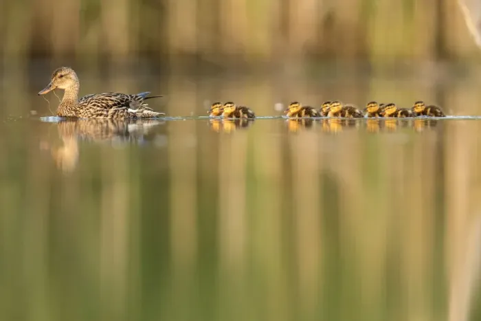 Framed Print : RF - Mallard (Anas platyrhynchos) female swimming with with young chicks following Framed Print : RF - Mallard (Anas platyrhynchos) female swimming with with young chicks following