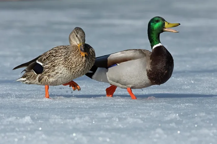 Framed Print : RF - Mallards (Anas platyrhynchos) pair walking on snow-covered pond, Acadia National Park, Maine, USA. April Framed Print : RF - Mallards (Anas platyrhynchos) pair walking on snow-covered pond, Acadia National Park, Maine, USA. April