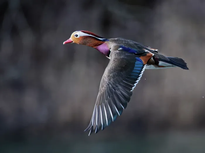 Framed Print : RF - Mandarin duck (Aix galericulata) drake in flight, Forest of Dean, Gloucestershire, England, UK. February Framed Print : RF - Mandarin duck (Aix galericulata) drake in flight, Forest of Dean, Gloucestershire, England, UK. February