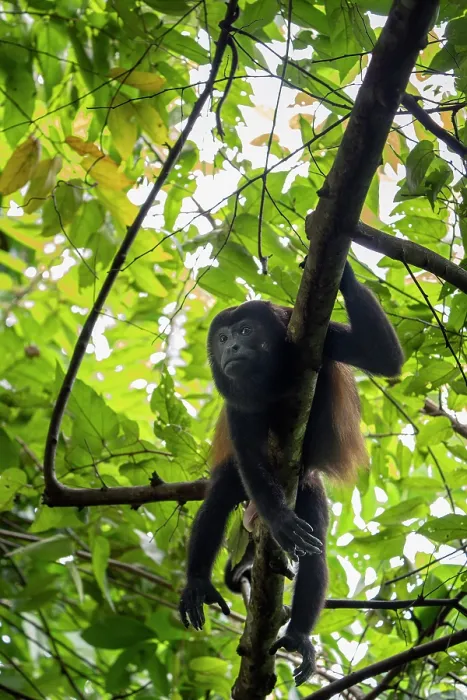 Framed Print : RF - Mantled howler monkey (Alouatta palliata) male, resting in a tree, Curu wildlife refuge, Nicoya peninsula, Costa Rica Framed Print : RF - Mantled howler monkey (Alouatta palliata) male, resting in a tree, Curu wildlife refuge, Nicoya peninsula, Costa Rica