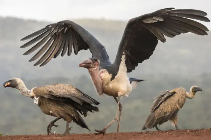 Framed Print : RF - Marabou (Leptoptilos crumenifer) with Whitebacked vultures (Gyps africanus) Framed Print : RF - Marabou (Leptoptilos crumenifer) with Whitebacked vultures (Gyps africanus)