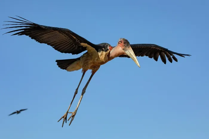 Framed Print : RF - Marabou stork (Leptoptilos crumenifer) in flight, Lake Victoria, Uganda. (This image may be licensed either as rights managed or royalty free.) Framed Print : RF - Marabou stork (Leptoptilos crumenifer) in flight, Lake Victoria, Uganda. (This image may be licensed either as rights managed or royalty free.)
