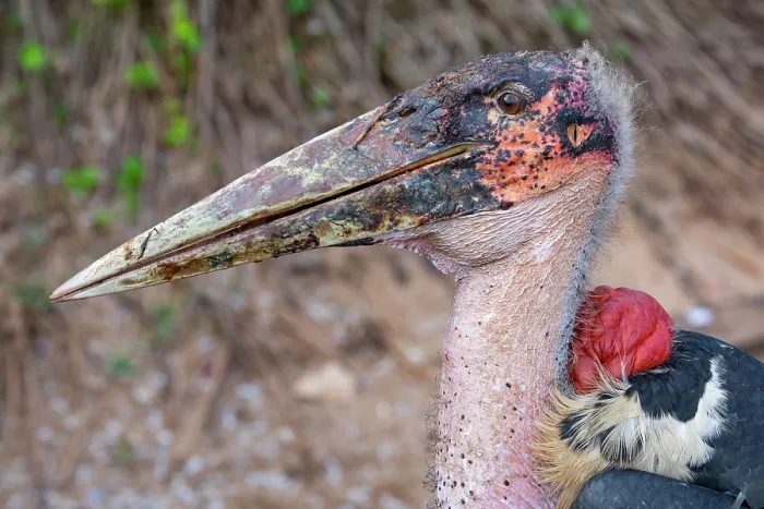 Framed Print : RF - Marabou stork (Leptoptilos crumenifer) head portrait, Lake Victoria, Uganda. (This image may be licensed either as rights managed or royalty free.)