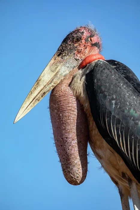 Framed Print : RF - Marabou stork (Leptoptilos crumenifer) head portrait, Lake Victoria, Uganda. (This image may be licensed either as rights managed or royalty free.) Framed Print : RF - Marabou stork (Leptoptilos crumenifer) head portrait, Lake Victoria, Uganda. (This image may be licensed either as rights managed or royalty free.)