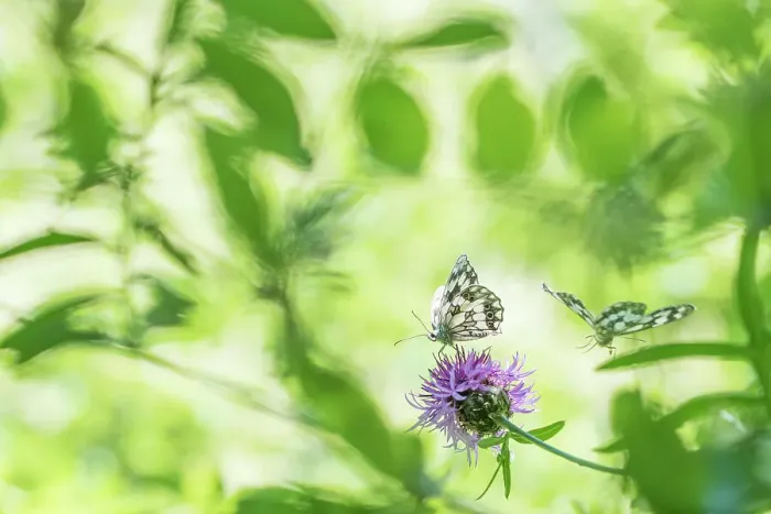 Framed Print : RF - Marbled white butterfly (Melanargia galathea) on knapweed, with soft focus leaves, Aosta Valley, Gran Paradiso National Park, Italy Framed Print : RF - Marbled white butterfly (Melanargia galathea) on knapweed, with soft focus leaves, Aosta Valley, Gran Paradiso National Park, Italy