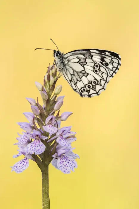 Framed Print : RF - Marbled White butterfly (Melanargia galathea) resting on common spotted orchid Framed Print : RF - Marbled White butterfly (Melanargia galathea) resting on common spotted orchid