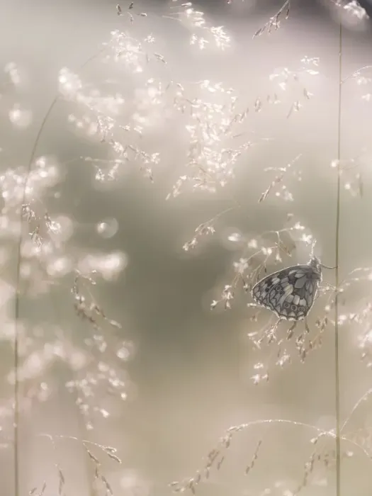 Framed Print : RF - Marbled White butterfly (Melanargia galathea) resting on dew covered grasses Framed Print : RF - Marbled White butterfly (Melanargia galathea) resting on dew covered grasses