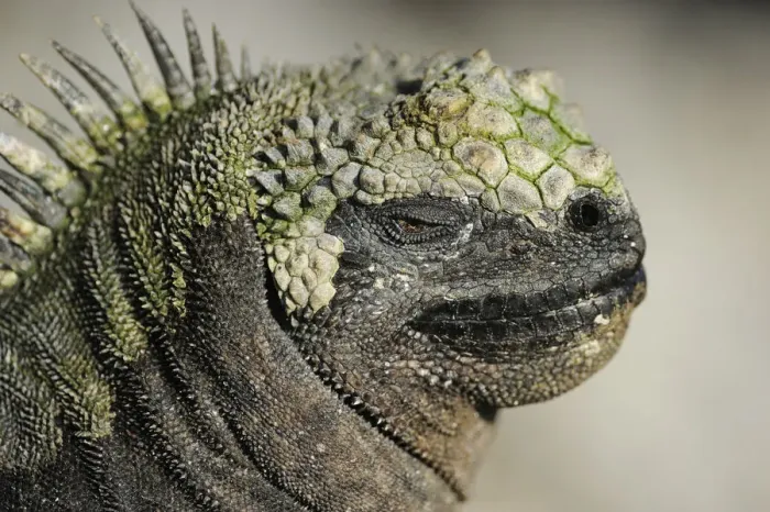 Framed Print : RF- Marine Iguana (Amblyrhynchus cristatus) head portrait, Fernandina island, Galapagos, Ecuador Framed Print : RF- Marine Iguana (Amblyrhynchus cristatus) head portrait, Fernandina island, Galapagos, Ecuador