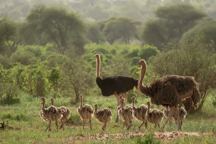 Framed Print : RF - Masai ostriches (Struthio camelus massaicus) pair, watching over brood of chicks, Tarangire National Park, Tanzania Framed Print : RF - Masai ostriches (Struthio camelus massaicus) pair, watching over brood of chicks, Tarangire National Park, Tanzania