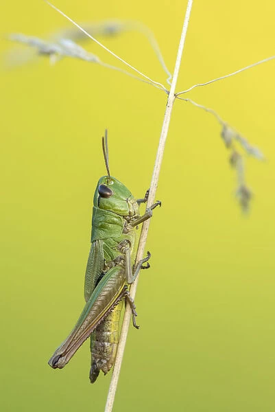 RF- Meadow Grasshopper (Chorthippus parallelus) sub adult, Vealand farm, Devon, UK. July