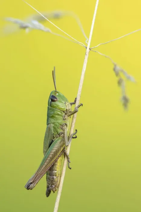 Framed Print : RF- Meadow Grasshopper (Chorthippus parallelus) sub adult, Vealand farm, Devon, UK. July Framed Print : RF- Meadow Grasshopper (Chorthippus parallelus) sub adult, Vealand farm, Devon, UK. July