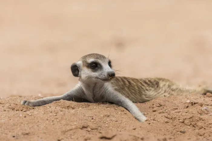 Framed Print : RF - Meerkat (Suricata suricatta) resting on cool sand, Kgalagadi Transfrontier Park, South Africa