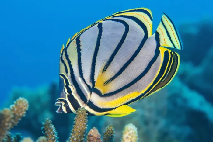 Framed Print : RF - Meyers butterflyfish (Chaetodon meyeri) feeding on hard coral (Acropora sp. ) on a reef. Laamu Atoll, Maldives, Indian Ocean. (This image may be licensed either as rights managed or royalty free. ) Framed Print : RF - Meyers butterflyfish (Chaetodon meyeri) feeding on hard coral (Acropora sp. ) on a reef. Laamu Atoll, Maldives, Indian Ocean. (This image may be licensed either as rights managed or royalty free. )
