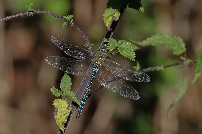 Framed Print : RF - Migrant hawker (Aeshna mixta) male, resting on plant, Norfolk, England, UK. September. (This image may be licensed either as rights managed or royalty free.) Framed Print : RF - Migrant hawker (Aeshna mixta) male, resting on plant, Norfolk, England, UK. September. (This image may be licensed either as rights managed or royalty free.)