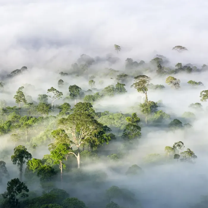 Framed Print : RF - Mist hanging over Lowland Dipterocarp Rainforest just after sunrise Framed Print : RF - Mist hanging over Lowland Dipterocarp Rainforest just after sunrise