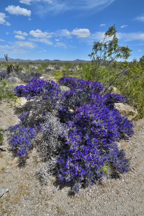 Framed Print : RF - Mojave indigo bush (Psorothamnus arborescens) in flower, Mojave National Preserve, Mojave desert, California, USA. May Framed Print : RF - Mojave indigo bush (Psorothamnus arborescens) in flower, Mojave National Preserve, Mojave desert, California, USA. May