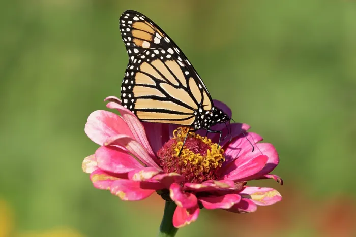 Framed Print : RF - Monarch butterfly (Danaus plexippus) nectaring on Zinnia flower in a garden, southern Connecticut, USA. September Framed Print : RF - Monarch butterfly (Danaus plexippus) nectaring on Zinnia flower in a garden, southern Connecticut, USA. September