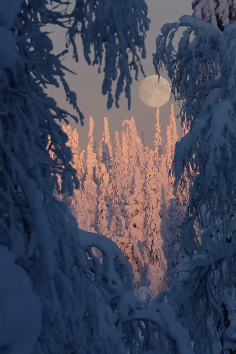 Framed Print : RF - Full moon seen through snow-covered trees, Riisitunturi National Park, Finland. January, 2024. (This image may be licensed either as rights managed or royalty free.) Framed Print : RF - Full moon seen through snow-covered trees, Riisitunturi National Park, Finland. January, 2024. (This image may be licensed either as rights managed or royalty free.)