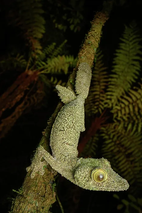 Framed Print : RF - Mossy leaf-tailed gecko (Uroplatus sikorae) walking along branch at night, Maromizaha Forest, near Andasibe, central-eastern Madagascar Framed Print : RF - Mossy leaf-tailed gecko (Uroplatus sikorae) walking along branch at night, Maromizaha Forest, near Andasibe, central-eastern Madagascar