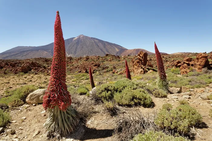 Framed Print : RF - Mount Teide bugloss (Echium wildpretii) flowering in Las Canadas caldera below Mount Teide, Teide National Park, Tenerife, Canary Islands. May Framed Print : RF - Mount Teide bugloss (Echium wildpretii) flowering in Las Canadas caldera below Mount Teide, Teide National Park, Tenerife, Canary Islands. May