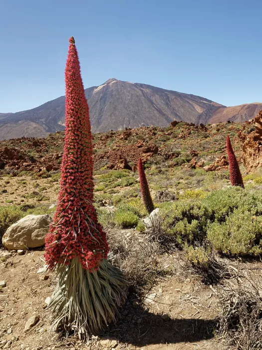 Framed Print : RF - Mount Teide bugloss (Echium wildpretii) flowering in Las Canadas caldera below Mount Teide, Teide National Park, Tenerife, Canary Islands. May Framed Print : RF - Mount Teide bugloss (Echium wildpretii) flowering in Las Canadas caldera below Mount Teide, Teide National Park, Tenerife, Canary Islands. May