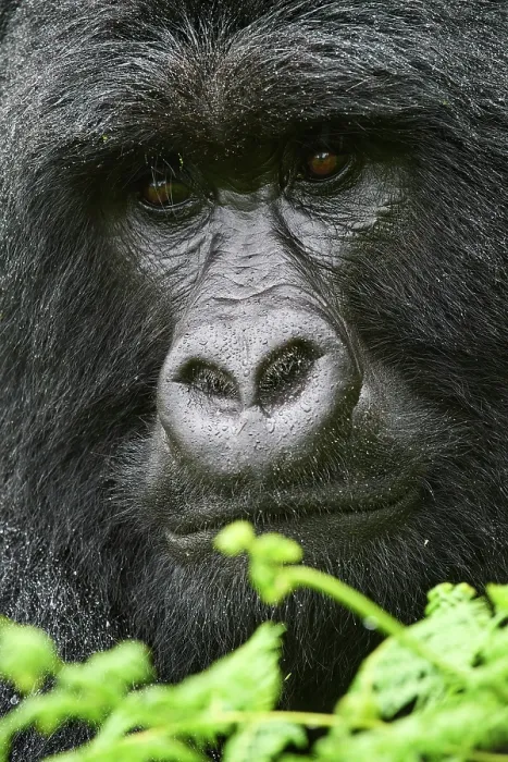 Framed Print : RF - Mountain gorilla (Gorilla beringei beringei) silverback male, head portrait. Member of Nyakagezi group. Mgahinga National Park, Uganda. Endangered Framed Print : RF - Mountain gorilla (Gorilla beringei beringei) silverback male, head portrait. Member of Nyakagezi group. Mgahinga National Park, Uganda. Endangered