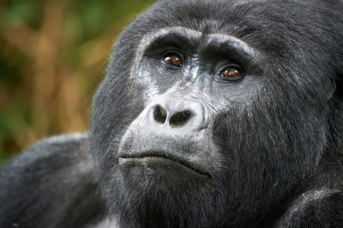 Framed Print : RF - Mountain gorilla (Gorilla beringei beringei) silverback male, head portrait, Bwindi Impenetrable Forest National Park, Uganda. Endangered