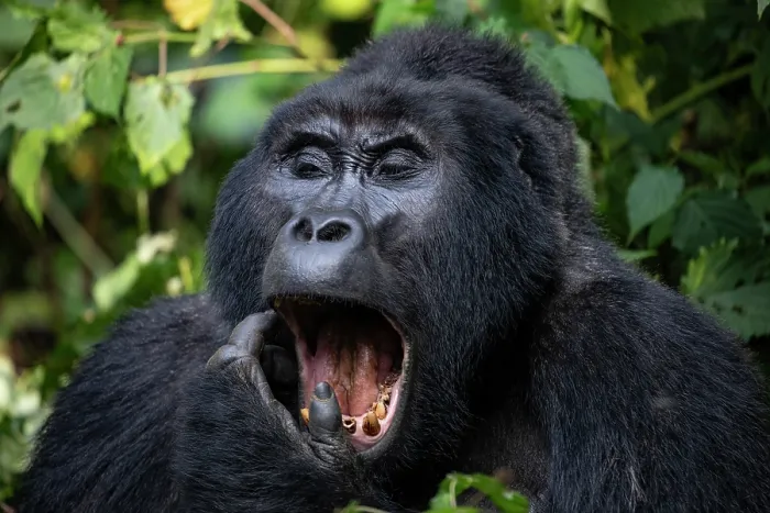 Framed Print : RF - Mountain gorilla (Gorilla beringei beringei) yawning, portrait, Bwindi Impenetrable Forest, Uganda. Endangered Framed Print : RF - Mountain gorilla (Gorilla beringei beringei) yawning, portrait, Bwindi Impenetrable Forest, Uganda. Endangered