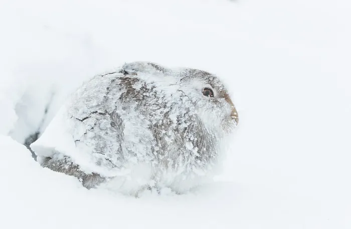 Framed Print : RF - Mountain hare (Lepus timidus) completed encrusted in snow and ice resting during a ferocious storm, Cairngorms National Park, Scotland, UK. February Framed Print : RF - Mountain hare (Lepus timidus) completed encrusted in snow and ice resting during a ferocious storm, Cairngorms National Park, Scotland, UK. February