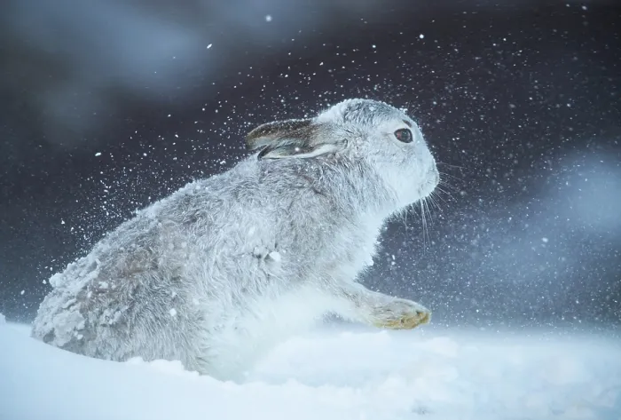 Framed Print : RF - Mountain hare (Lepus timidus) shaking snow off its fur during a ferocious snowstorm, Cairngorms National Park, Scotland, UK. February Framed Print : RF - Mountain hare (Lepus timidus) shaking snow off its fur during a ferocious snowstorm, Cairngorms National Park, Scotland, UK. February