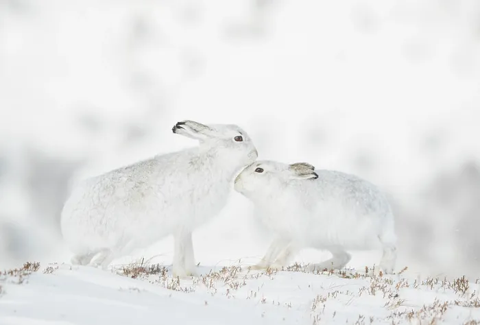 Framed Print : RF - Mountain hares (Lepus timidus) pair in winter coat, nuzzling, Cairngorms National Park, Scotland, UK. February Framed Print : RF - Mountain hares (Lepus timidus) pair in winter coat, nuzzling, Cairngorms National Park, Scotland, UK. February