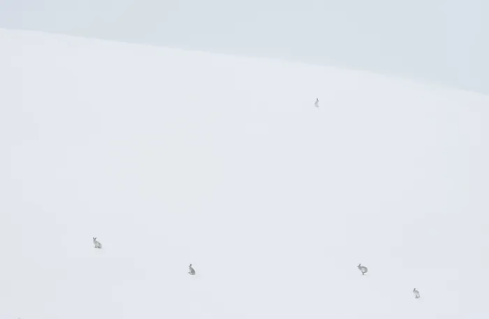 Framed Print : RF - Five Mountain hares (Lepus timidus) on a snow slope high in the mountains, Cairngorms National Park, Scotland, UK. February Framed Print : RF - Five Mountain hares (Lepus timidus) on a snow slope high in the mountains, Cairngorms National Park, Scotland, UK. February