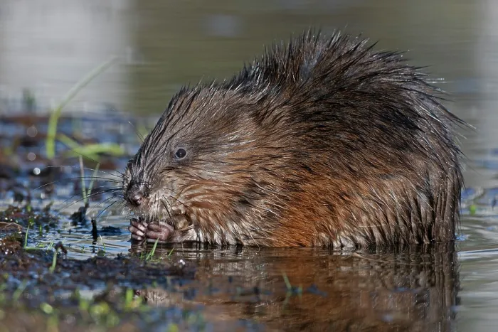 Framed Print : RF - Muskrat (Ondatra zibethicus) feeding in beaver pond, Acadia National Park, Maine, USA. April. (This image may be licensed either as rights managed or royalty free.) Framed Print : RF - Muskrat (Ondatra zibethicus) feeding in beaver pond, Acadia National Park, Maine, USA. April. (This image may be licensed either as rights managed or royalty free.)