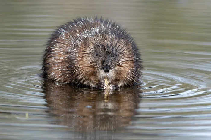 Framed Print : RF - Muskrat (Ondatra zibethicus) feeding in beaver pond, Acadia National Park, Maine, USA. April. (This image may be licensed either as rights managed or royalty free.) Framed Print : RF - Muskrat (Ondatra zibethicus) feeding in beaver pond, Acadia National Park, Maine, USA. April. (This image may be licensed either as rights managed or royalty free.)