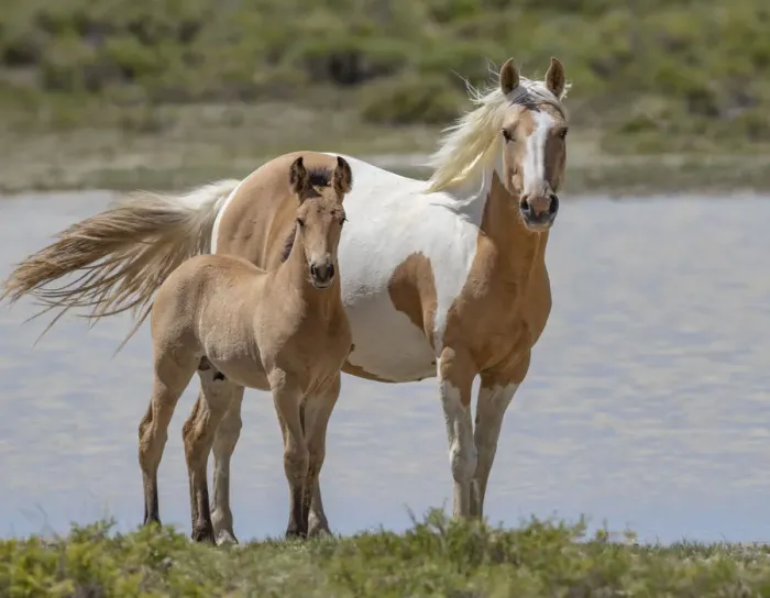 Framed Print : RF - Mustang mare and foal standing in front of water body. Red Desert Complex, Wyoming Framed Print : RF - Mustang mare and foal standing in front of water body. Red Desert Complex, Wyoming