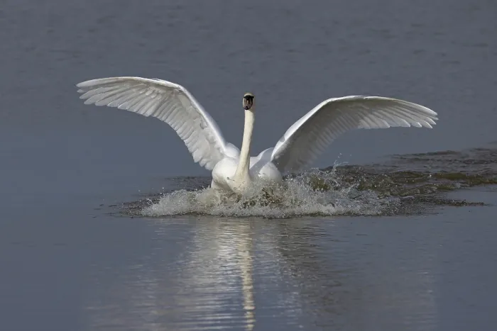 Framed Print : RF - Mute swan (Cygnus olor) landing on water, Norfolk, England, UK. February. (This image may be licensed either as rights managed or royalty free.) Framed Print : RF - Mute swan (Cygnus olor) landing on water, Norfolk, England, UK. February. (This image may be licensed either as rights managed or royalty free.)