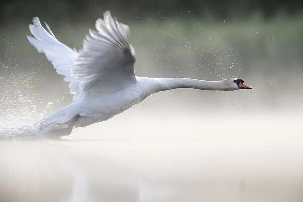 RF - Mute swan (Cygnus olor) taking off from a pond Valkenhorst Nature Reserve, Valkenswaard, the Netherlands June