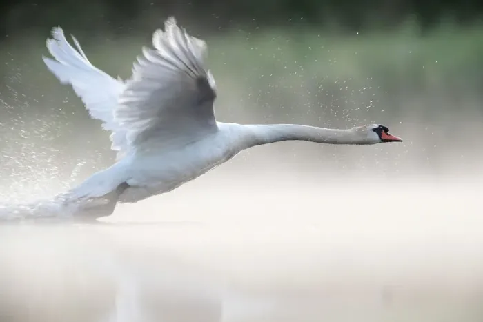 Framed Print : RF - Mute swan (Cygnus olor) taking off from a pond Valkenhorst Nature Reserve, Valkenswaard, the Netherlands June Framed Print : RF - Mute swan (Cygnus olor) taking off from a pond Valkenhorst Nature Reserve, Valkenswaard, the Netherlands June