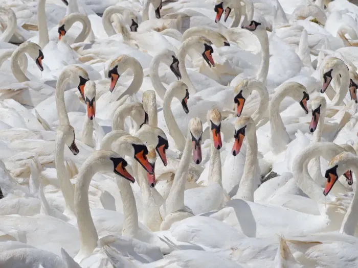 Framed Print : RF - Mute swans (Cygnus olor) flock of non breeding adults, Fleet lagoon Dorset, England, UK, June Framed Print : RF - Mute swans (Cygnus olor) flock of non breeding adults, Fleet lagoon Dorset, England, UK, June