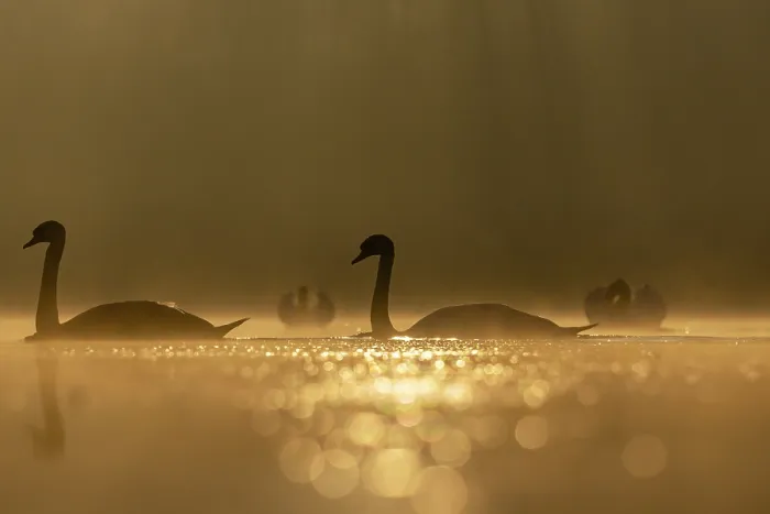 Framed Print : RF - Mute swans (Cygnus olor) pair approaching two other swans in foreground in a territorial dispute, backlit in morning sunlight, Valkenhorst Nature Reserve, The Netherlands Framed Print : RF - Mute swans (Cygnus olor) pair approaching two other swans in foreground in a territorial dispute, backlit in morning sunlight, Valkenhorst Nature Reserve, The Netherlands