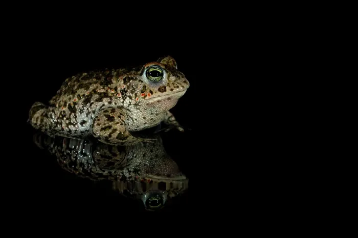 Framed Print : RF - Natterjack toad (Epidalea calamita) at night, portrait, Millingerwaard, The Netherlands. April. (This image may be licensed either as rights managed or royalty free.) Framed Print : RF - Natterjack toad (Epidalea calamita) at night, portrait, Millingerwaard, The Netherlands. April. (This image may be licensed either as rights managed or royalty free.)