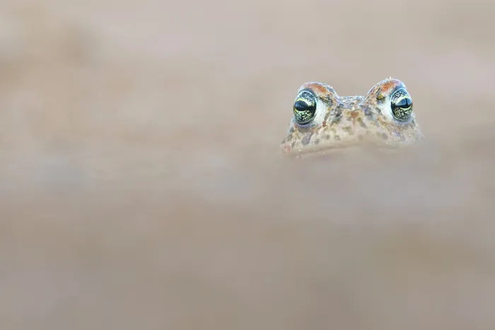 Framed Print : RF - Natterjack toad (Epidalea calamita) portrait, Millingerwaard, The Netherlands. April. (This image may be licensed either as rights managed or royalty free.) Framed Print : RF - Natterjack toad (Epidalea calamita) portrait, Millingerwaard, The Netherlands. April. (This image may be licensed either as rights managed or royalty free.)